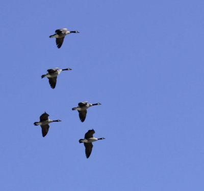Zoo Flyover web.jpg