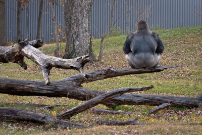 Nov 2010 Zoo Pic-07