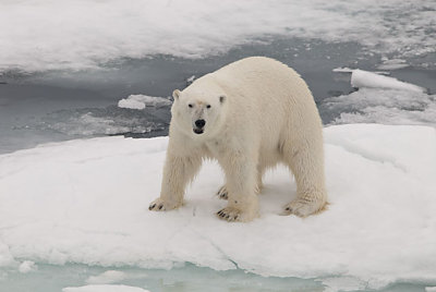 Male polar bear
