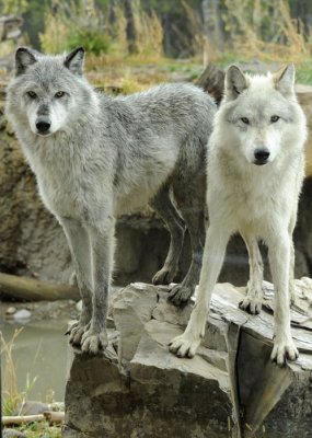 West Yellowstone captive wolves