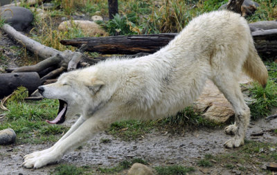 Morning stretch