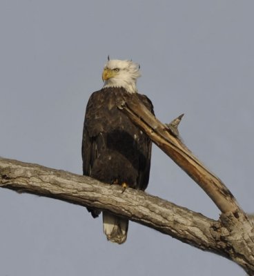 Out on a Limb