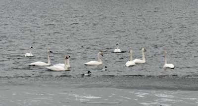 Nine swans and a pair of ducks