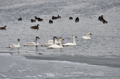 Swans 6 + 1