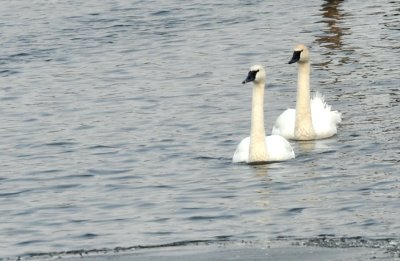 swan pair