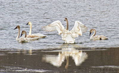 Juvenile Trumpeter Swan