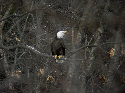 birding