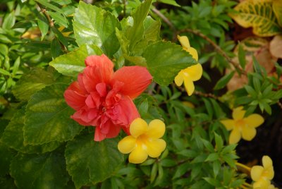 flowers in Cozumel