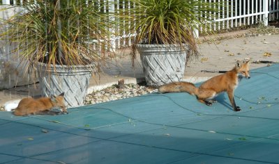 foxes taking a break on the pool cover