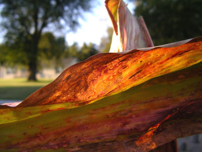 Stage 11:  The changing colors of fall leaves...On Corn!