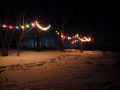 Out back down the hill our lighted tree grove. (2/2/11)