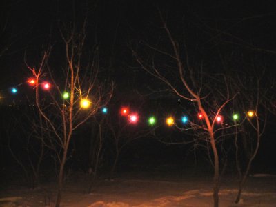 Simple strands of lights on our backyard tree grove. (2/2/11)