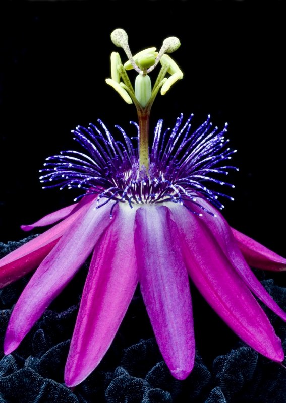 Passiflora Pura Vida Purple