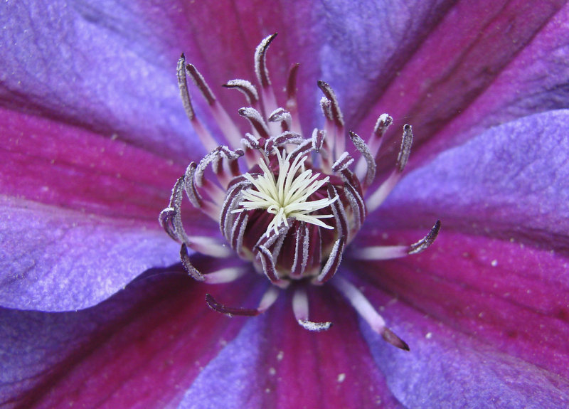 Clematis Center 11