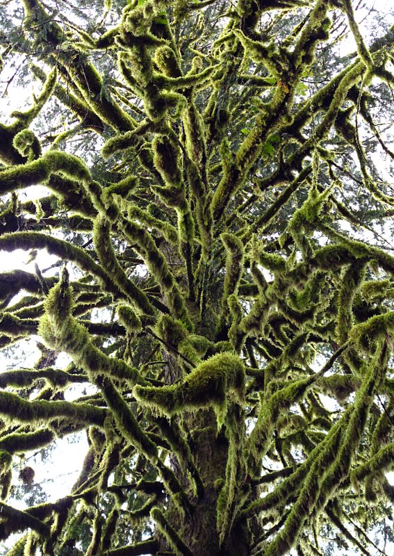 Moss-on-Tree---4