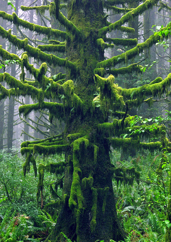 Moss-on-Tree-in-Fog
