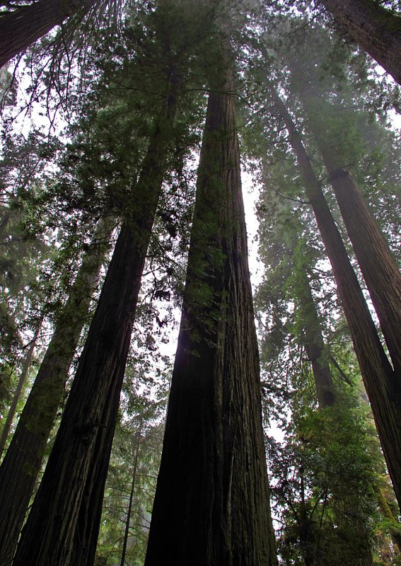 Redwoods-in-Fog