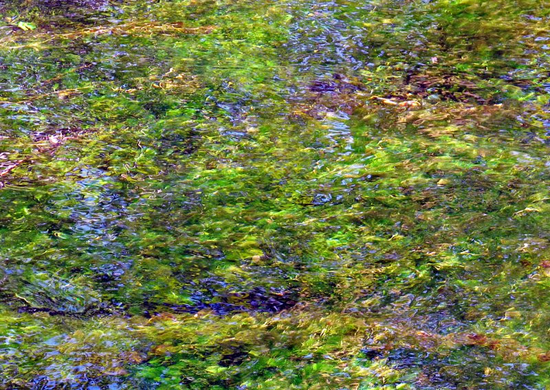 Water-Reflections - Hoh Rainforest