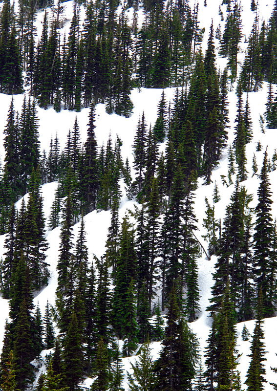 Hurricane-Ridge