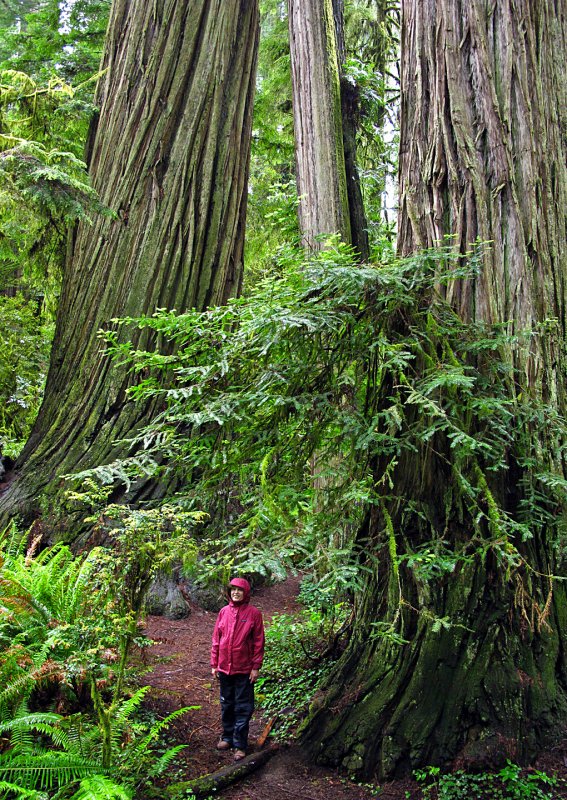 June-Amongst-Redwoods