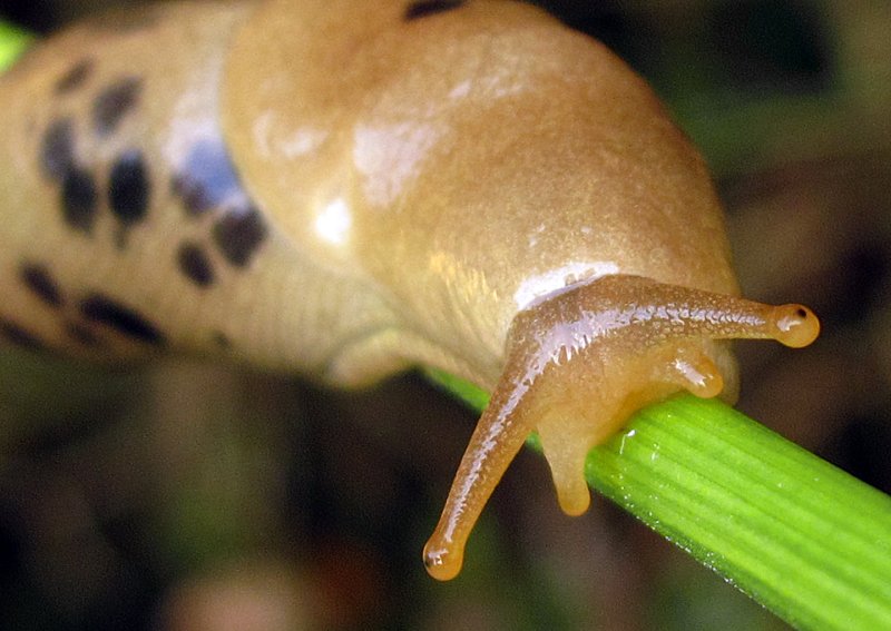 Banana-Slug