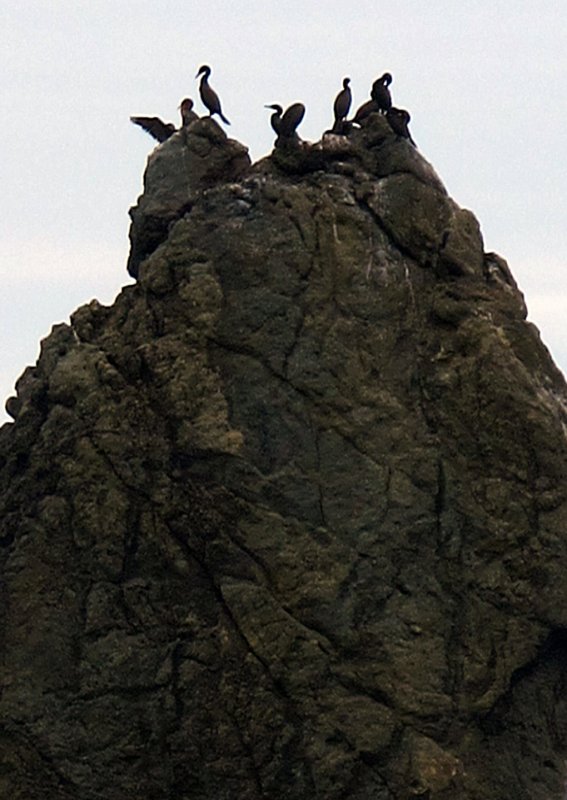 Cormorants-on-Sea-Stack