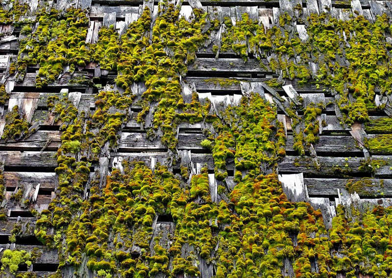 Moss-on-Roof