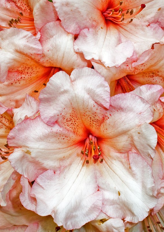 White--Orange-Rhododendrons