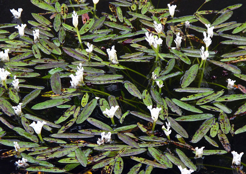 Pond-Flowers