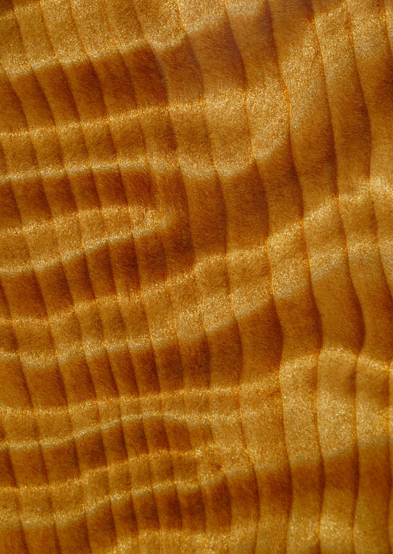 Curly-Redwood---2