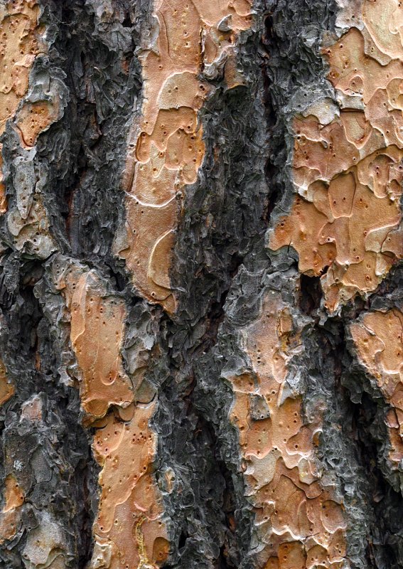 Pine-Bark-Detail