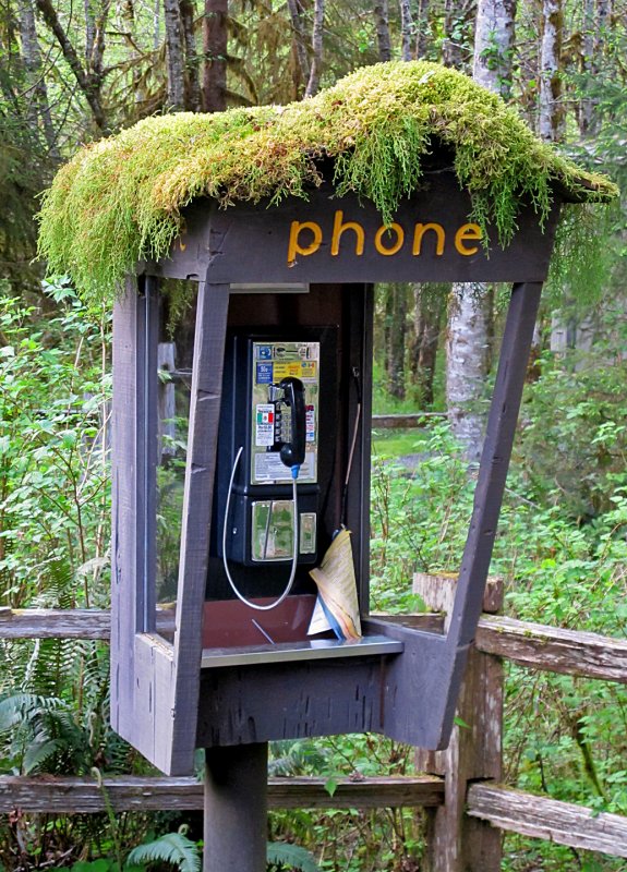 Rainforest-Phone
