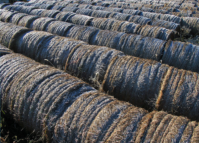 Frosted Hayrolls