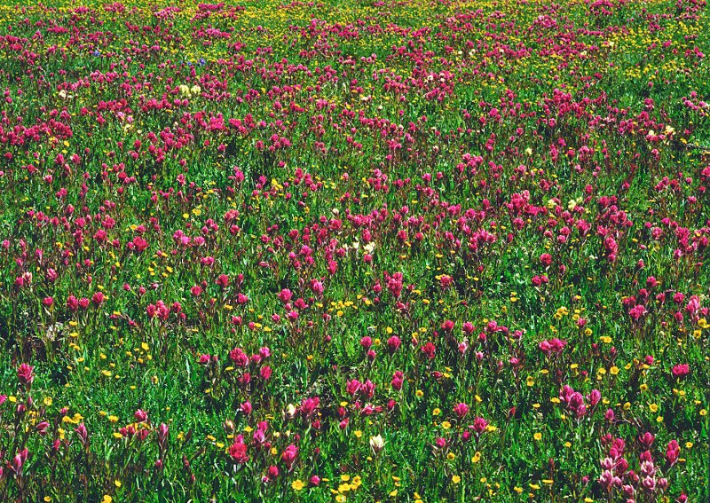 Colorado-Wildflowers