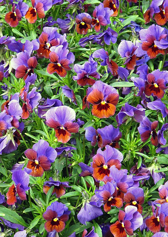 Pansies