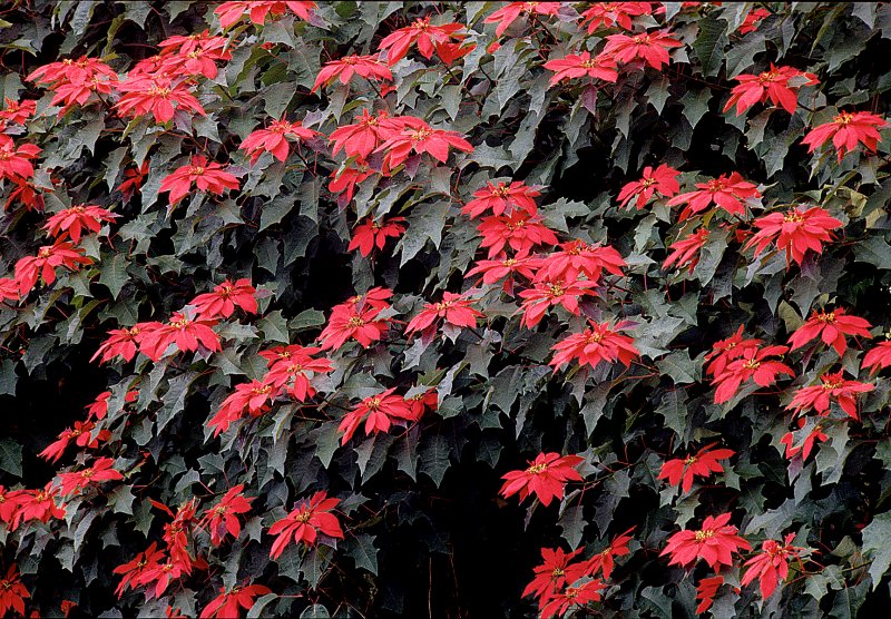 Poinsettia-Hedge