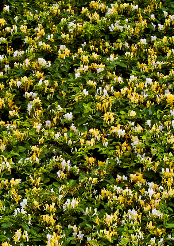 Honeysuckle