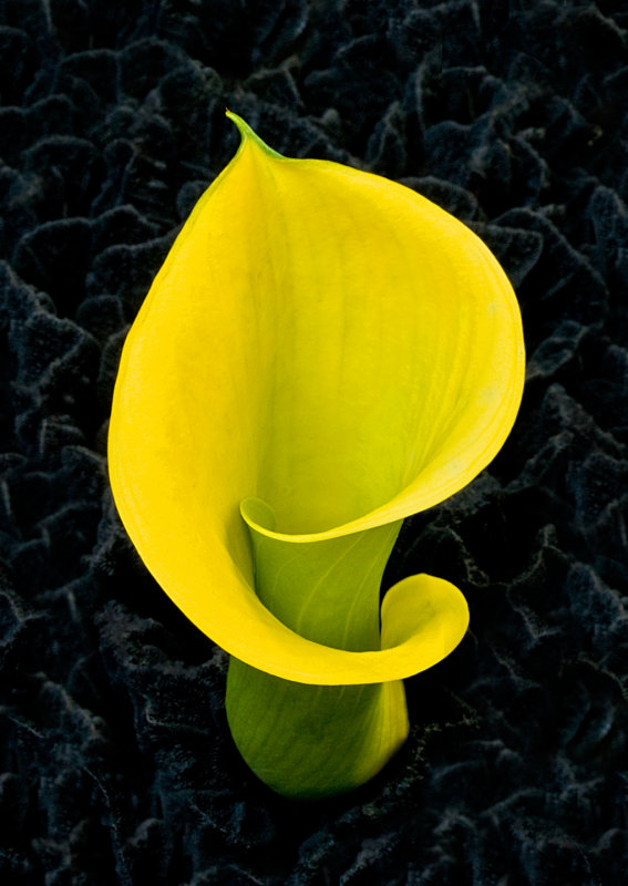Calla-Lily-Yellow