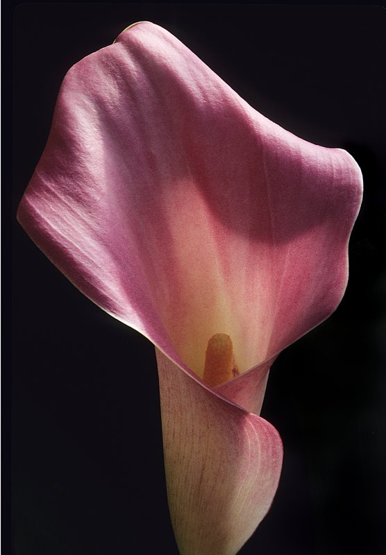 Calla-Lily - 1