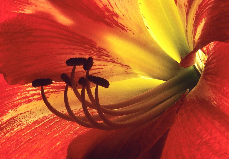 Amaryllis
