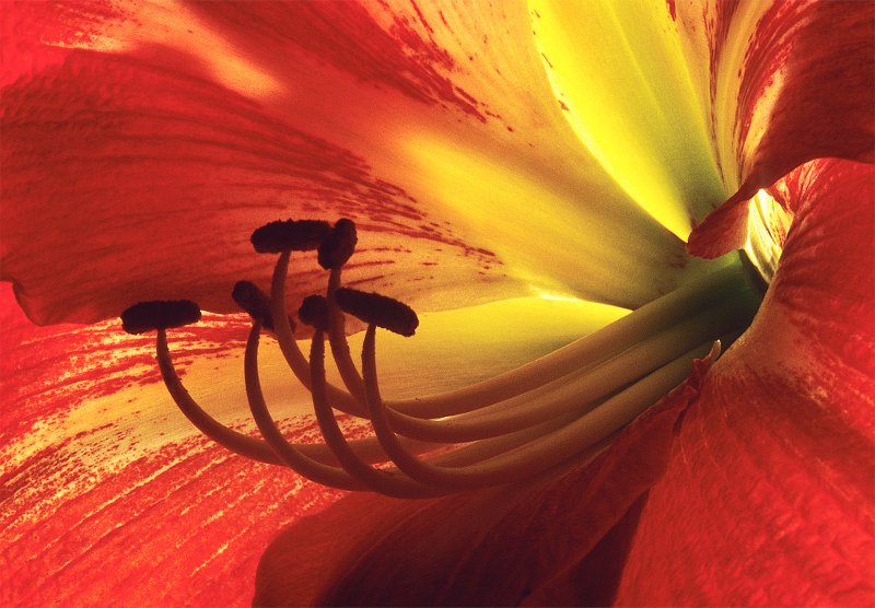 Amaryllis