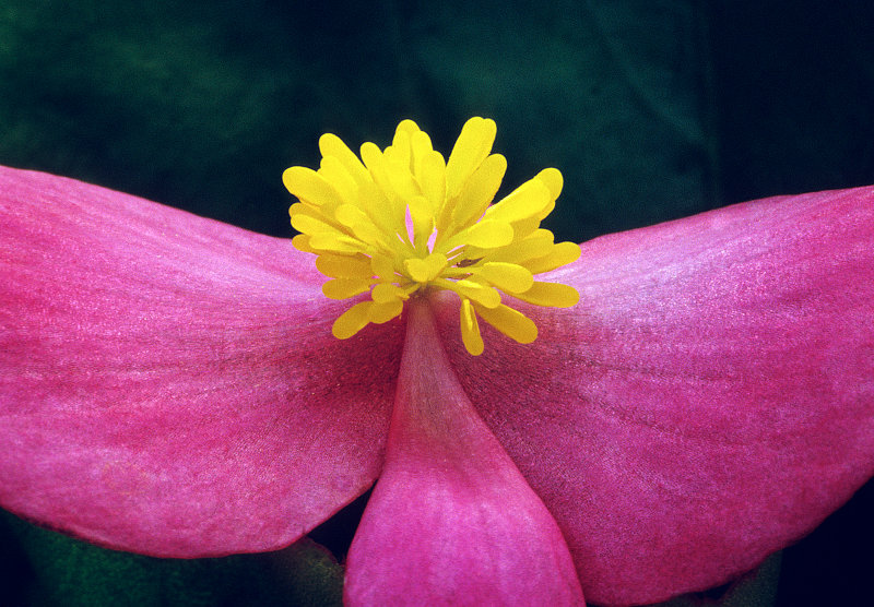 Begonia