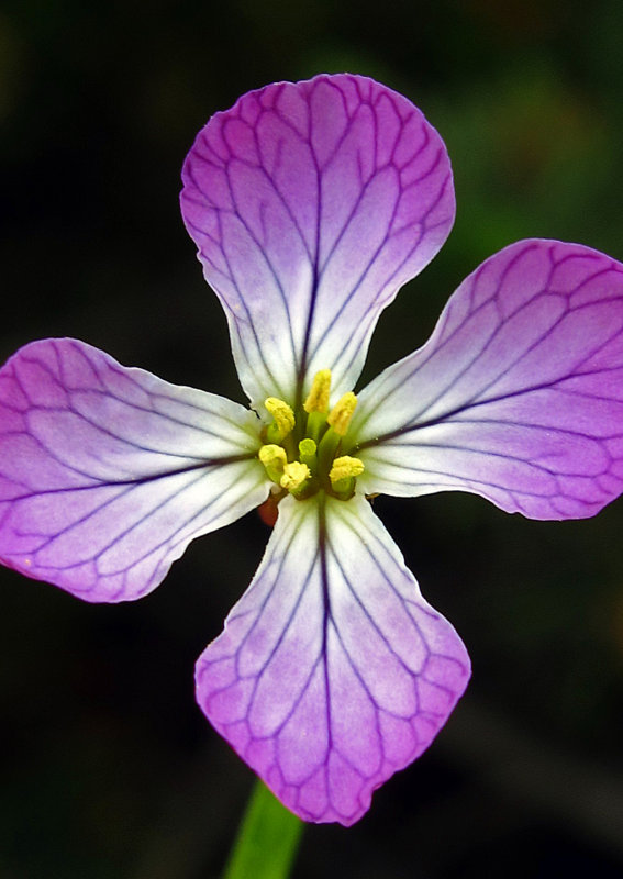 Wild Radish