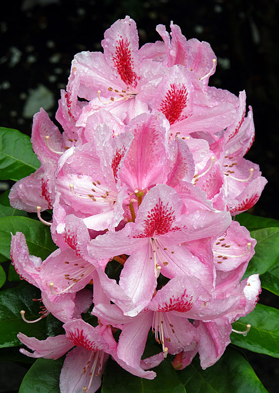 Pink-Rhododendron