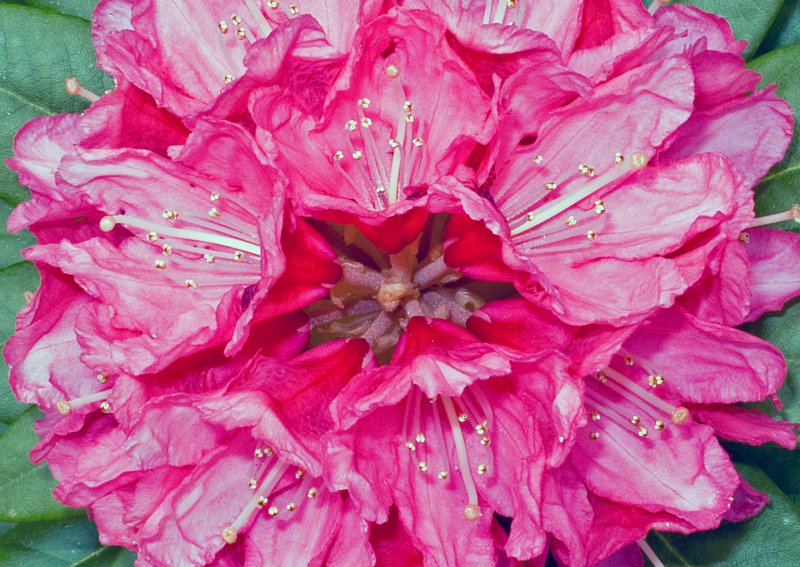 Rhododendron