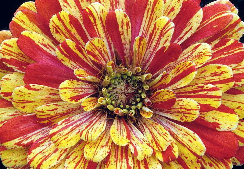 Zinnia-1