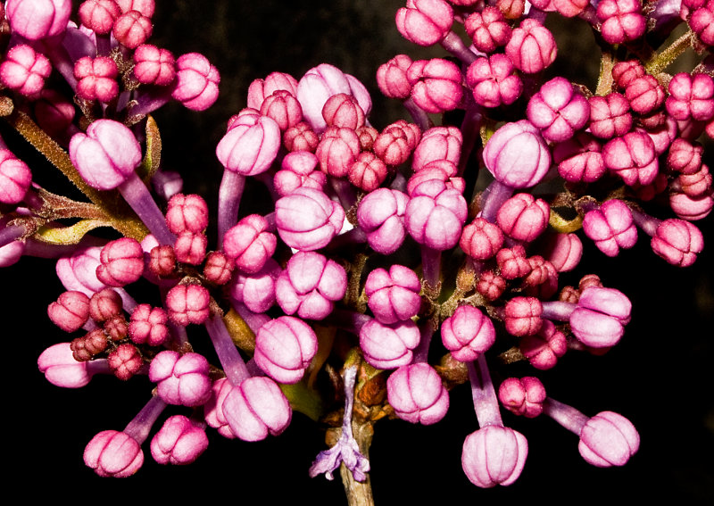 Budding-Lilac