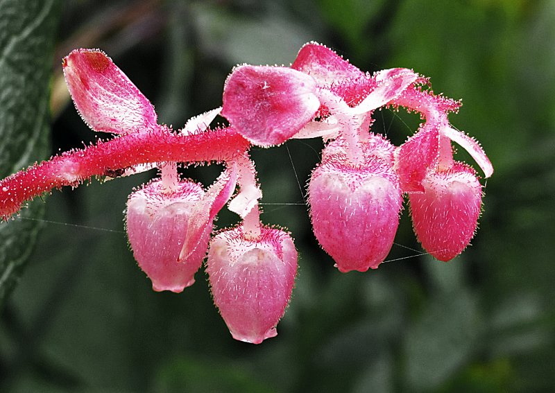 Salal-2