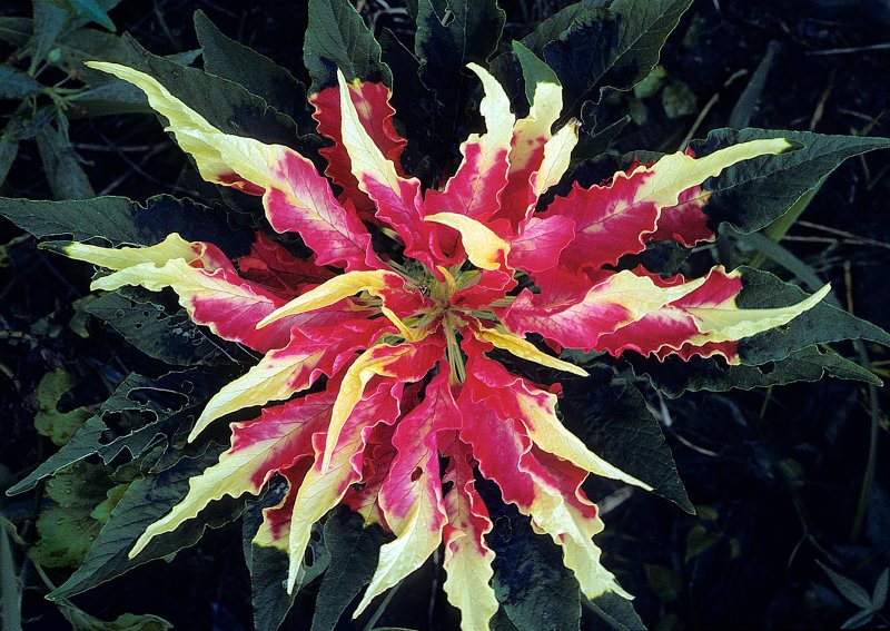 Amaranthus-tricolor