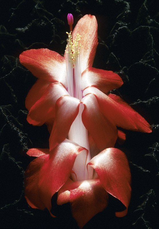 Christmas Cactus-2